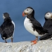 puffin_atlantic_msi_h_1642_can1263.jpg